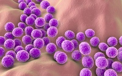 Los familiares con FQ pueden ser fuente de transmisión del staphilococo MRSA