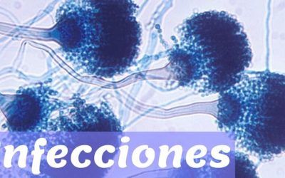Antibióticos inhalados relacionados con un mayor riesgo de infección por Aspergillus